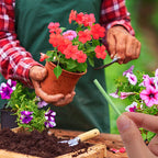100x Barres Nutritives pour Plantes à Libération Lente