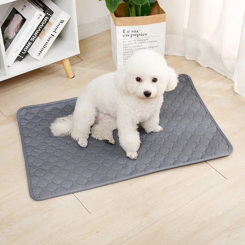 Alaise lavable et réutilisable pour chiens pour apprentissage des besoins