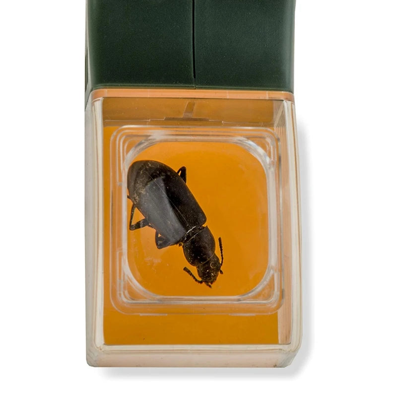Attrape Insectes avec manche et Loupe d'Observation