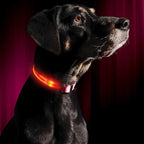 Collier avec éclairage LED waterproof
